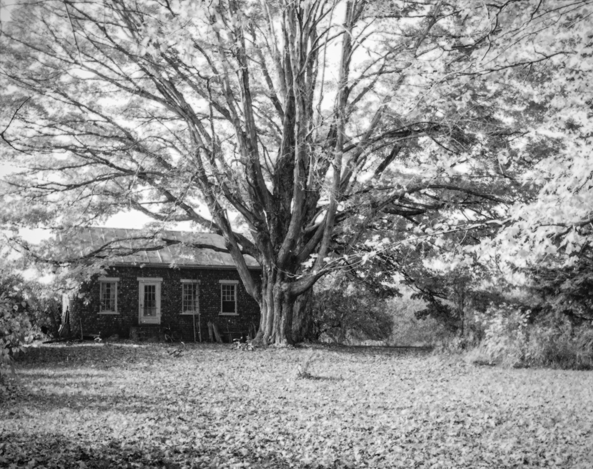 GP Cayuga Victory Vic-1_1 P